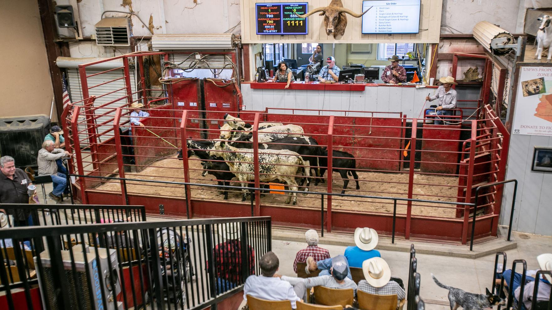 $3M Marana cattle fraud shatters friendship, puts 2 families on financial brink